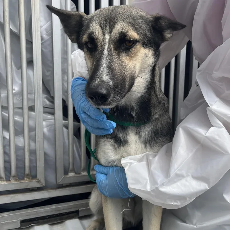 An adult medium-sized female Shepherd dog named Amelia Ann for adoption in Edinburg, TX