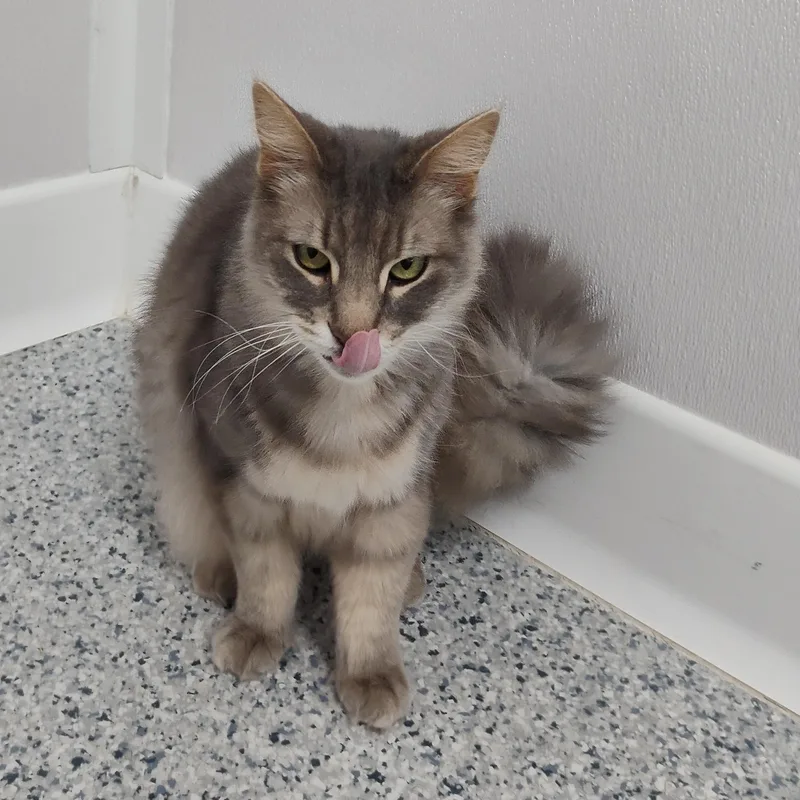 Mousse