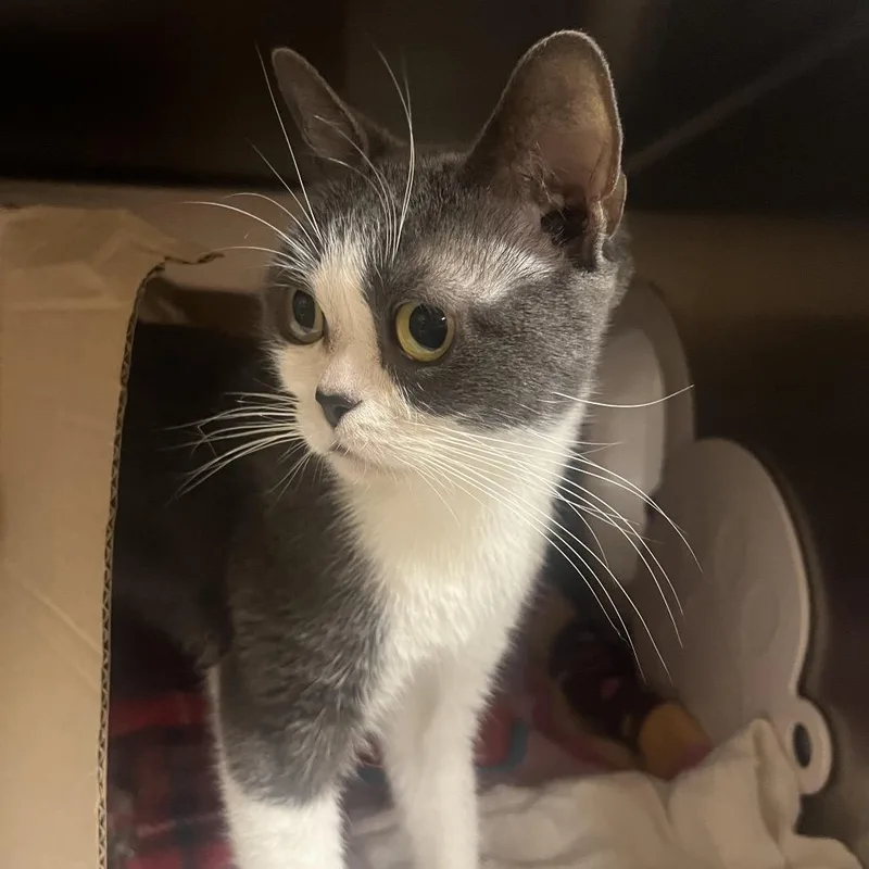 An adult medium-sized female Gray / Blue / Silver Domestic Short Hair cat named LuLu for adoption in Providence, RI