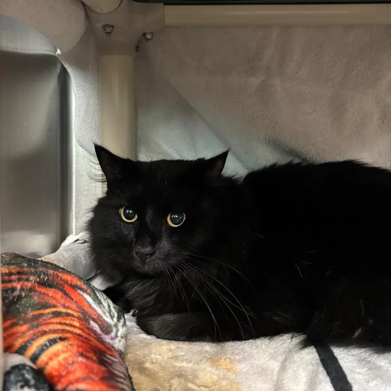An adult large-sized male Domestic Long Hair cat named Waffles for adoption in Springfield, MA