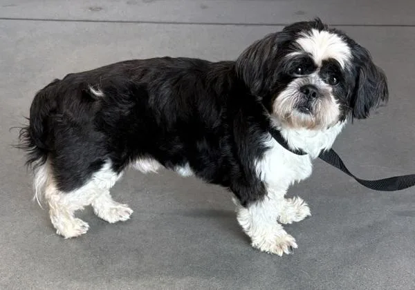 An adult small-sized male Shih Tzu dog named Pen  Ronnie for adoption in Lawrenceville, GA