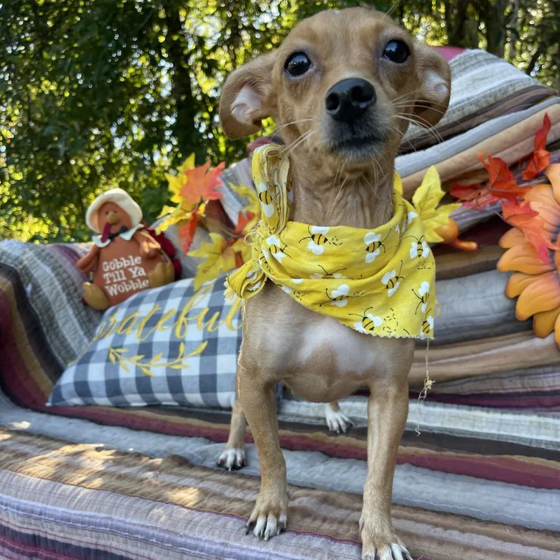 An adult small-sized female Yellow / Tan / Blond / Fawn Mixed Breed dog named Sophie for adoption in Sarasota, FL