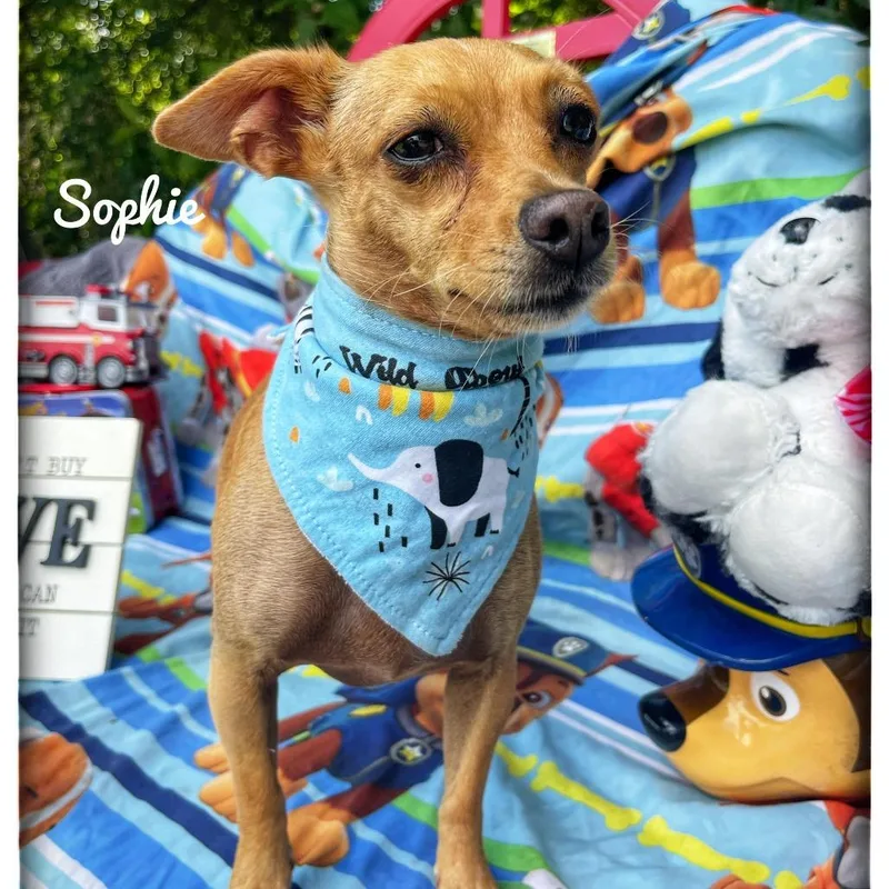 Sophie thumbnail 3