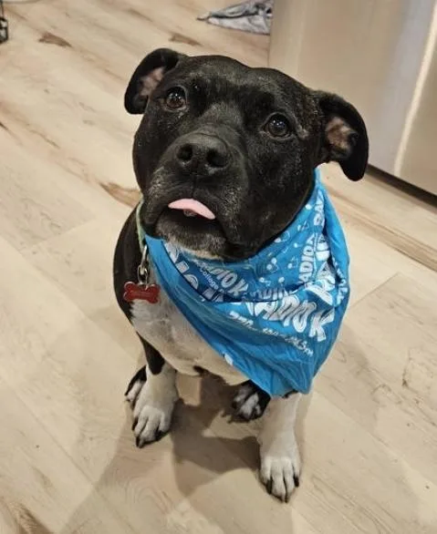 An adult large-sized male Brindle Pit Bull Terrier dog named Flex for adoption in Minneapolis, MN