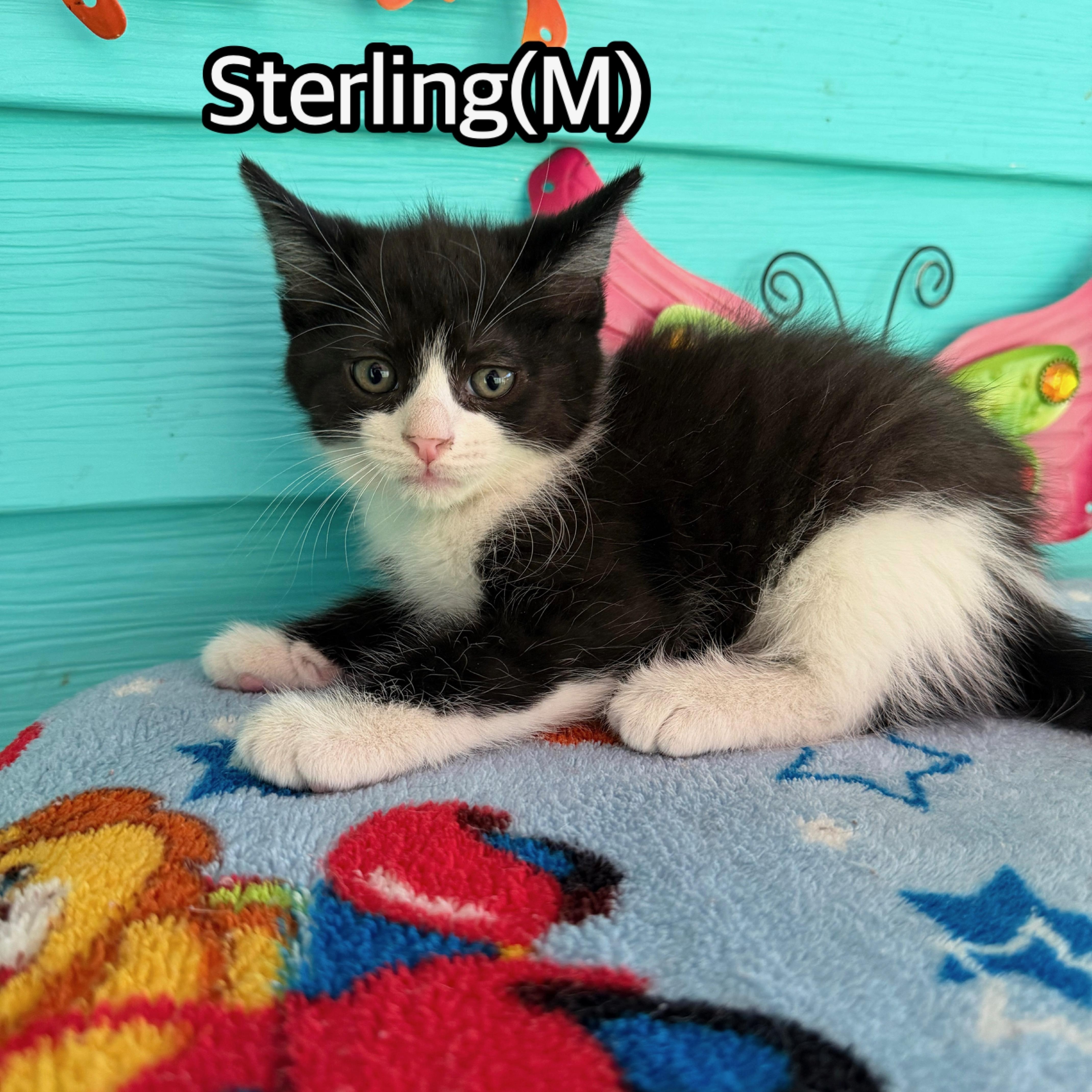 A baby medium-sized male Black & White / Tuxedo Domestic Medium Hair cat named Sterling for adoption in Hermitage, PA