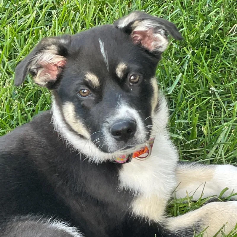 A baby medium-sized male Black Shepherd dog named Wayne for adoption in Lee's Summit, MO