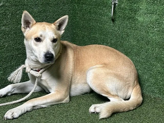An adult medium-sized male Carolina Dog dog named Boy Boy for adoption in Lancaster, CA