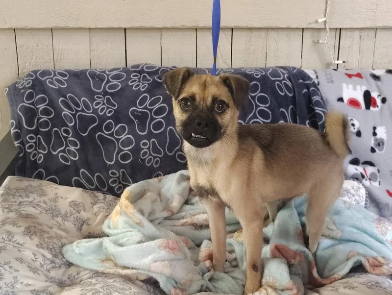 A young small-sized male Chihuahua dog named Atticus for adoption in Fort Worth, TX