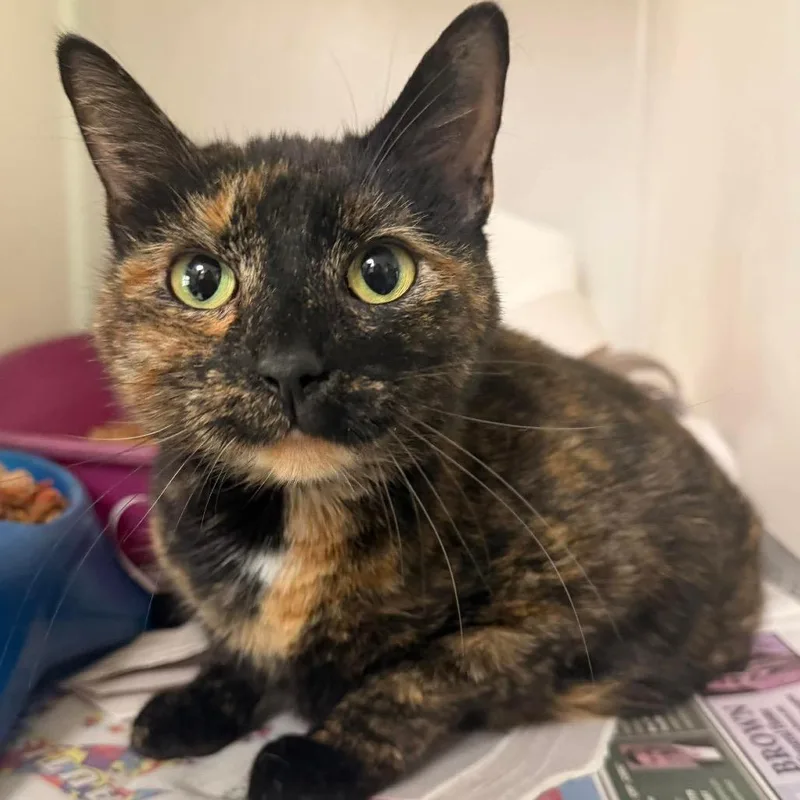 An adult small-sized female Tortoiseshell Domestic Short Hair cat named Giselle for adoption in Washington, DC
