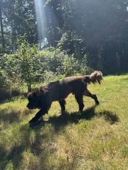 An adult extra large-sized male Newfoundland Dog dog named Little Tim for adoption in Bellevue, WA