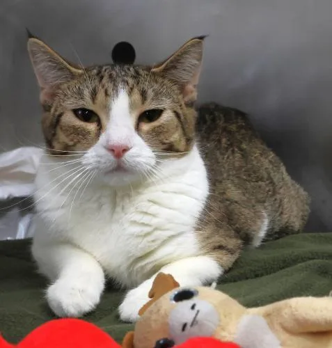 An adult medium-sized female Domestic Short Hair cat named Elana for adoption in Thief River Falls, MN