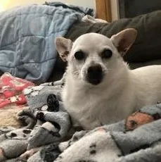 An adult small-sized male White / Cream Chihuahua dog named Franky for adoption in Durham, NC