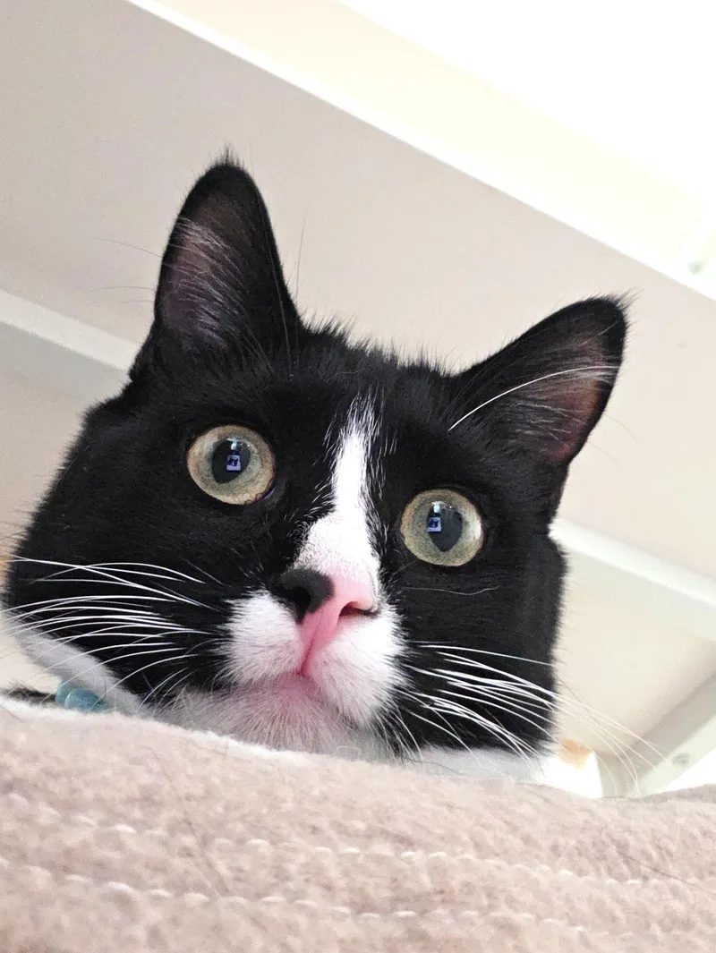 A baby medium-sized female Black & White / Tuxedo Domestic Short Hair cat named Genesis for adoption in Orange, CA