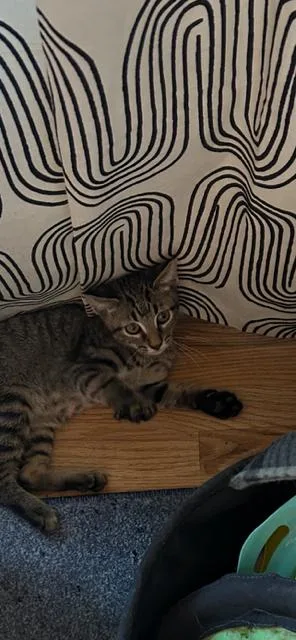 A baby small-sized male Domestic Short Hair cat named Nobu for adoption in Thornton, CO
