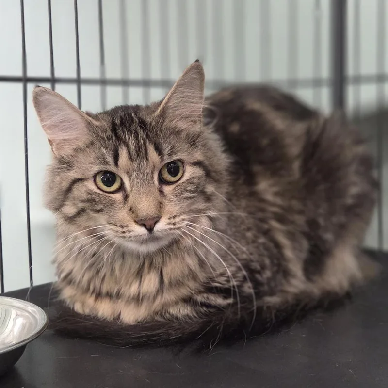 An adult medium-sized female Brown / Chocolate Domestic Medium Hair cat named Lizzie for adoption in Pittsford, VT