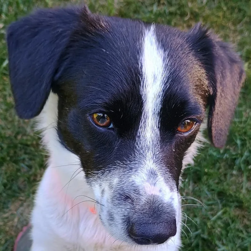 A young small-sized male White / Cream Mixed Breed dog named Smarty for adoption in Greensboro, NC