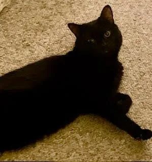 Tinker And Twinkie thumbnail 2