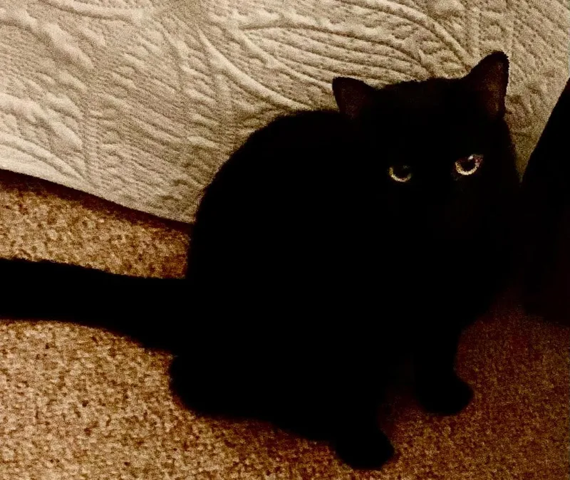 Tinker And Twinkie thumbnail 3