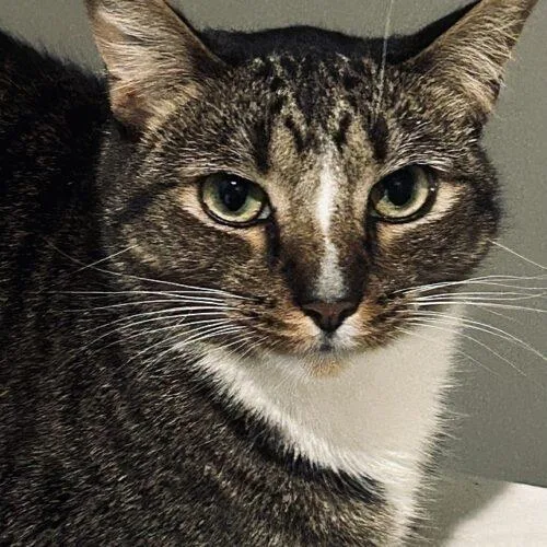 An adult medium-sized male Tabby (Gray / Blue / Silver) Domestic Short Hair cat named Sulu for adoption in Tampa, FL