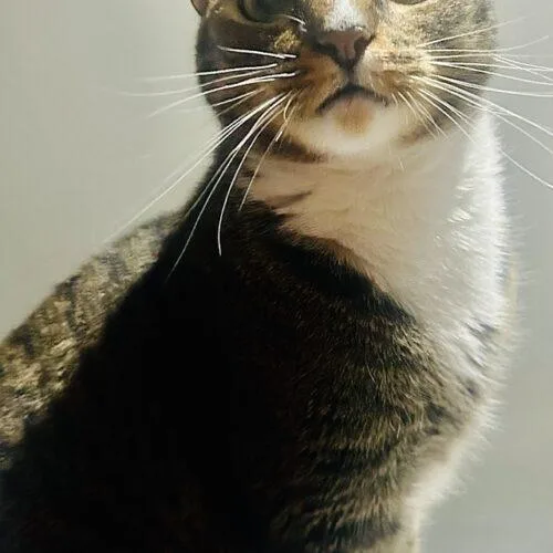 Sulu thumbnail 2