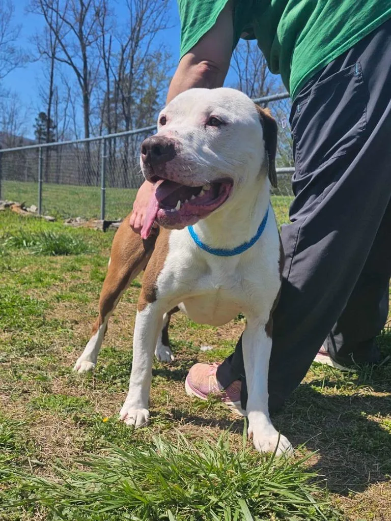 A young large-sized male Mixed Breed dog named Jeremy for adoption in Chickamauga , GA