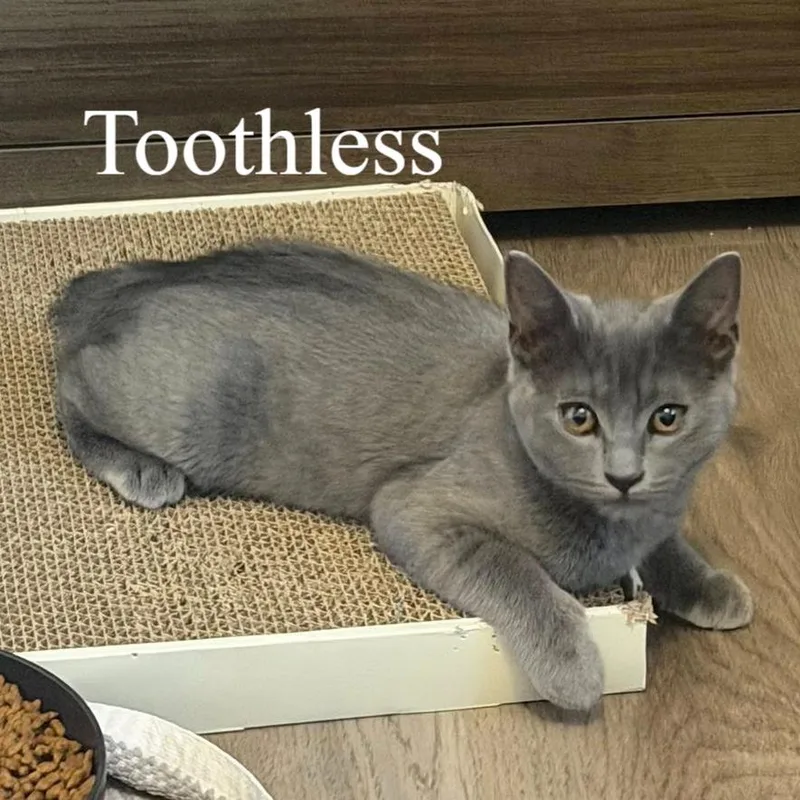 Toothless