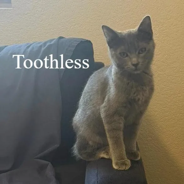 Toothless thumbnail 2