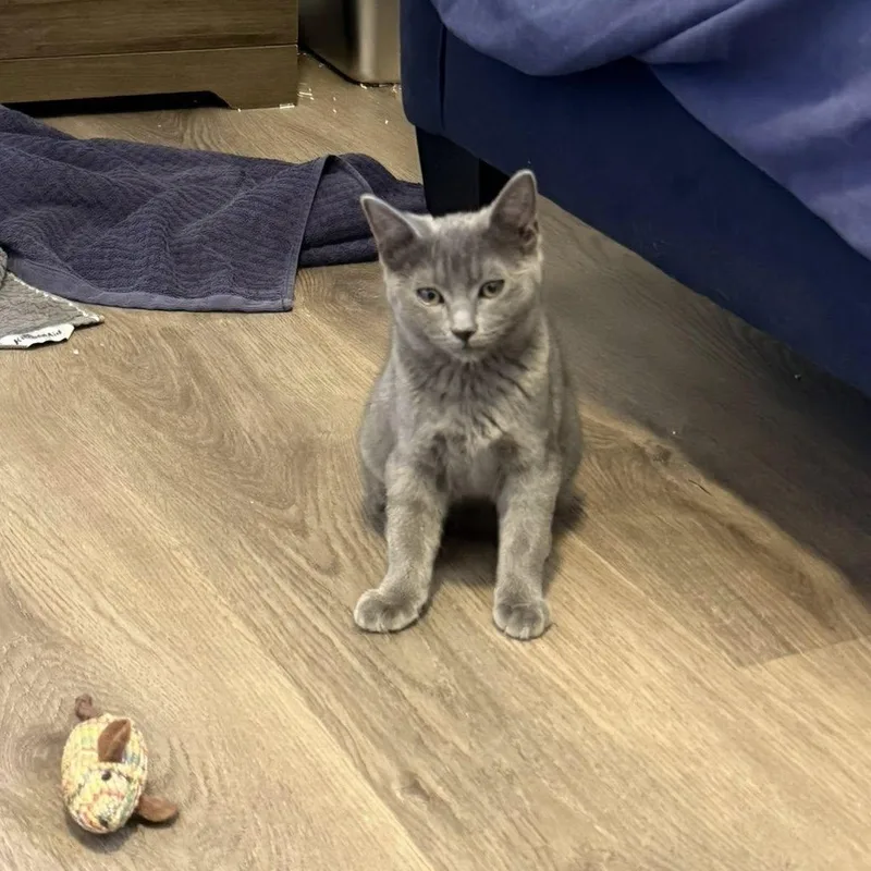 Toothless thumbnail 3