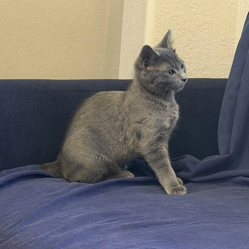 Toothless thumbnail 4