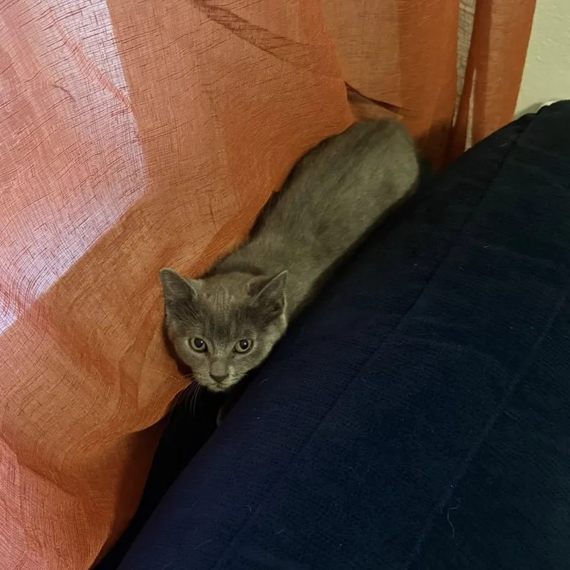 Toothless thumbnail 5