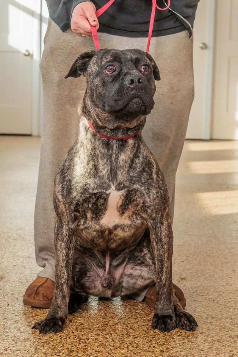 A young large-sized male Boxer dog named Brick for adoption in Chester Springs, PA