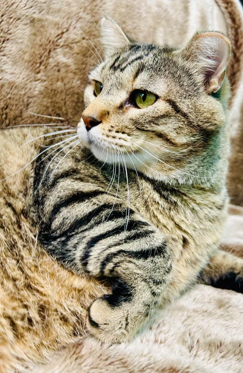 An adult large-sized male Tabby (Gray / Blue / Silver) Domestic Short Hair cat named Romeo for adoption in Alexandria, MN