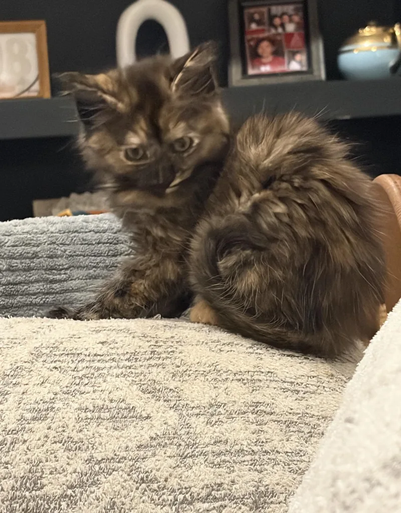 Missy Prissy