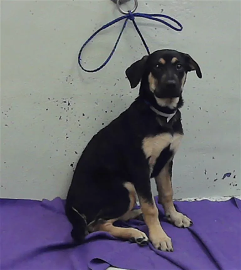 A baby small-sized female German Shepherd Dog dog named A for adoption in Houston, TX