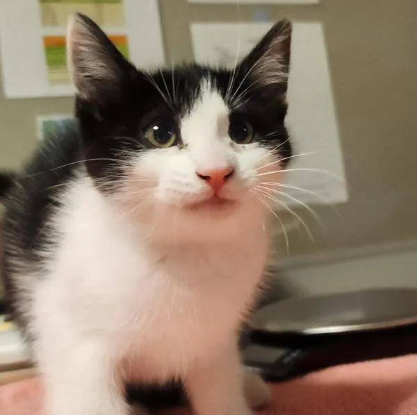 A baby medium-sized female Domestic Short Hair cat named Peggy for adoption in Dublin, CA