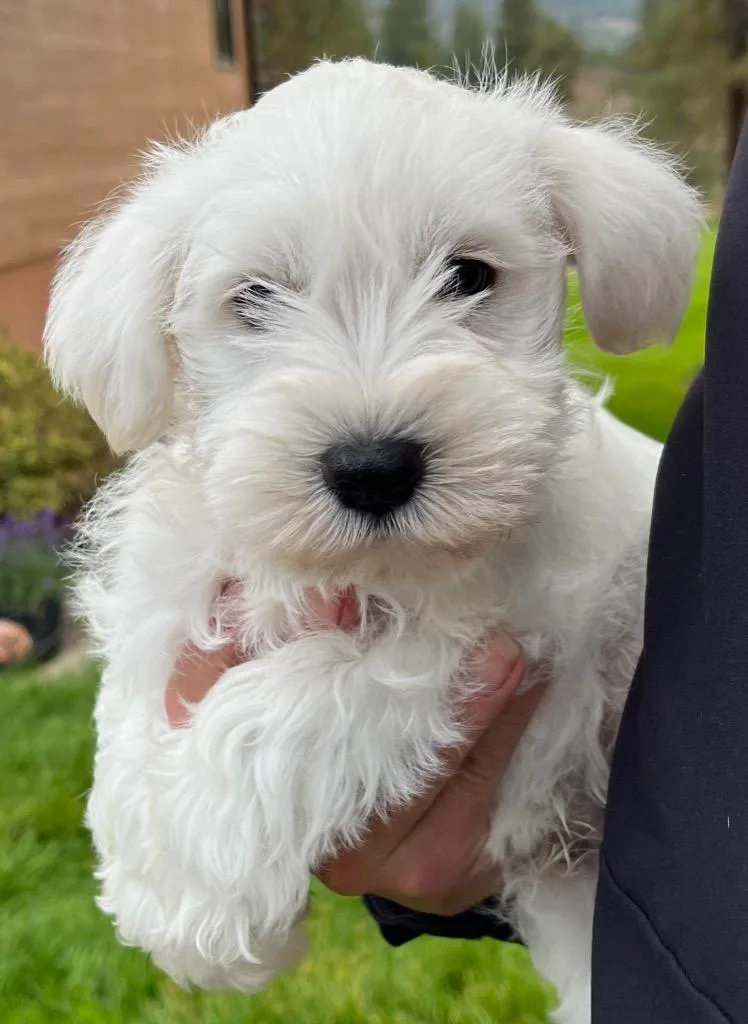 A baby small-sized male Schnauzer dog named Giovanni for adoption in Thompson Falls, MT