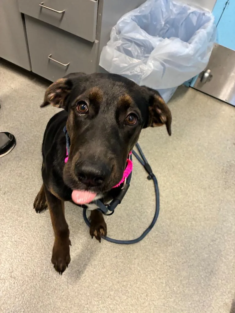 A baby medium-sized male Labrador Retriever dog named Thor for adoption in Bloomington, IN