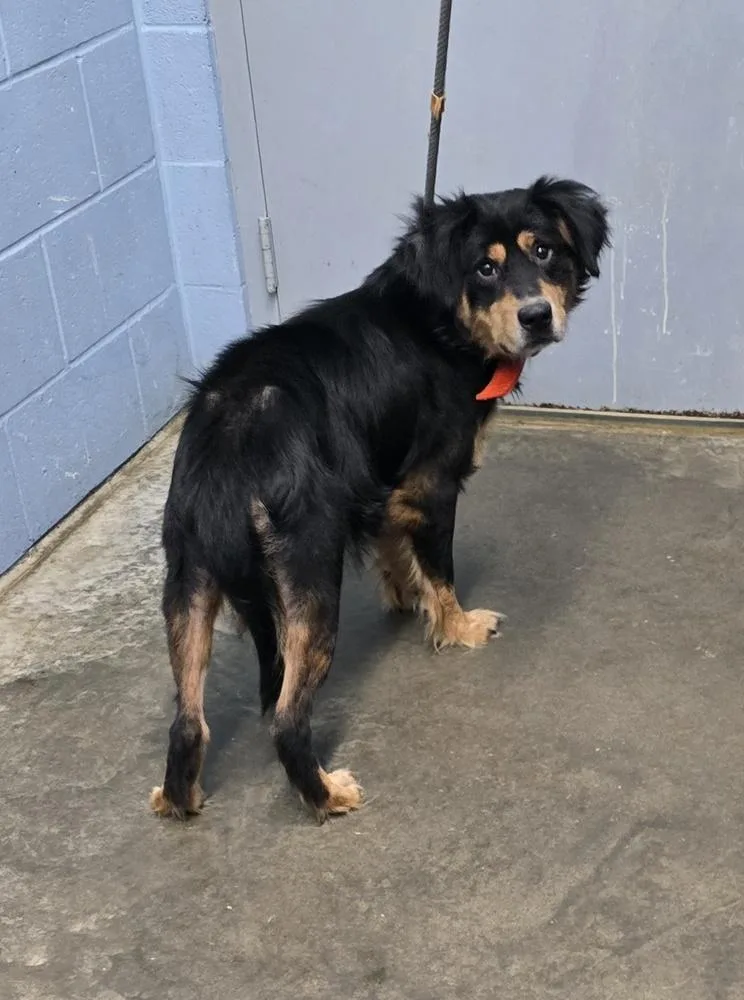 An adult medium-sized male Tricolor (Brown, Black, & White) Australian Shepherd dog named Acorn for adoption in Evansville, IN