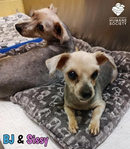 A senior small-sized female Yorkshire Terrier dog named Sissy for adoption in Heath, OH