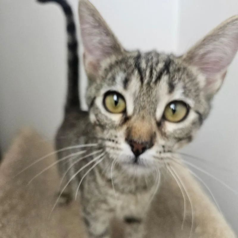 A baby small-sized female Brown / Chocolate Domestic Short Hair cat named Coco Puffs for adoption in Grantsville, UT