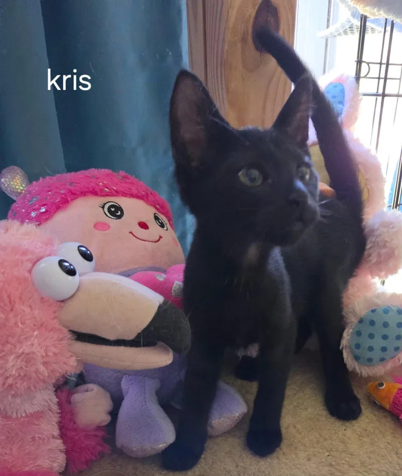 A baby medium-sized male Black Domestic Short Hair cat named Kris for adoption in Oviedo, FL