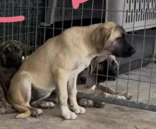 A baby extra large-sized female Yellow / Tan / Blond / Fawn Anatolian Shepherd dog named Rihanna for adoption in Boulder, CO