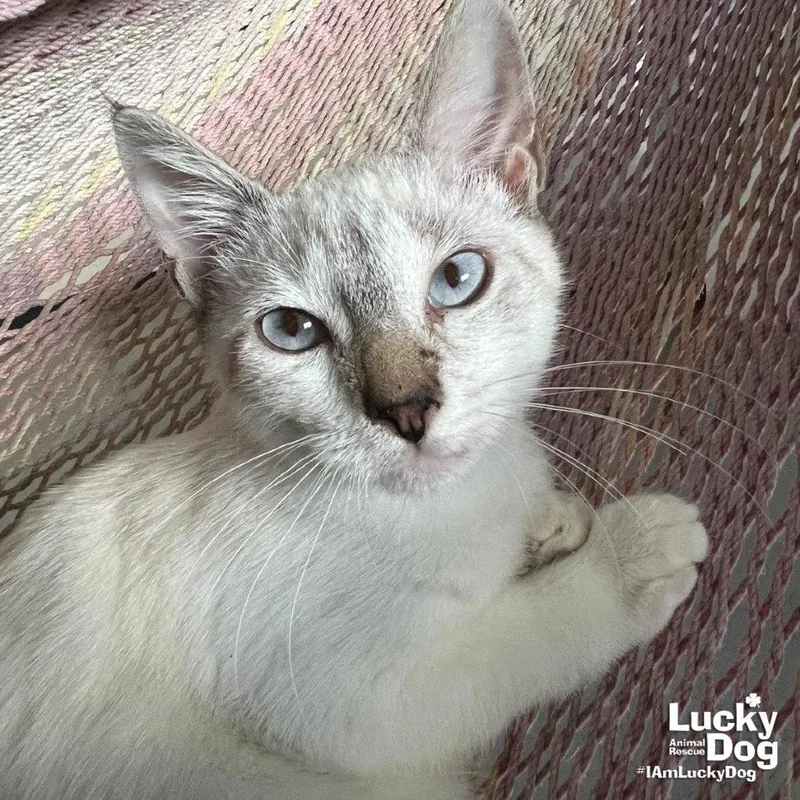 A baby medium-sized male Domestic Short Hair cat named Alex for adoption in Washington, DC