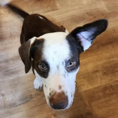 A young medium-sized female Brown / Chocolate Australian Shepherd dog named Kahlula Aka Lula for adoption in Liverpool, TX