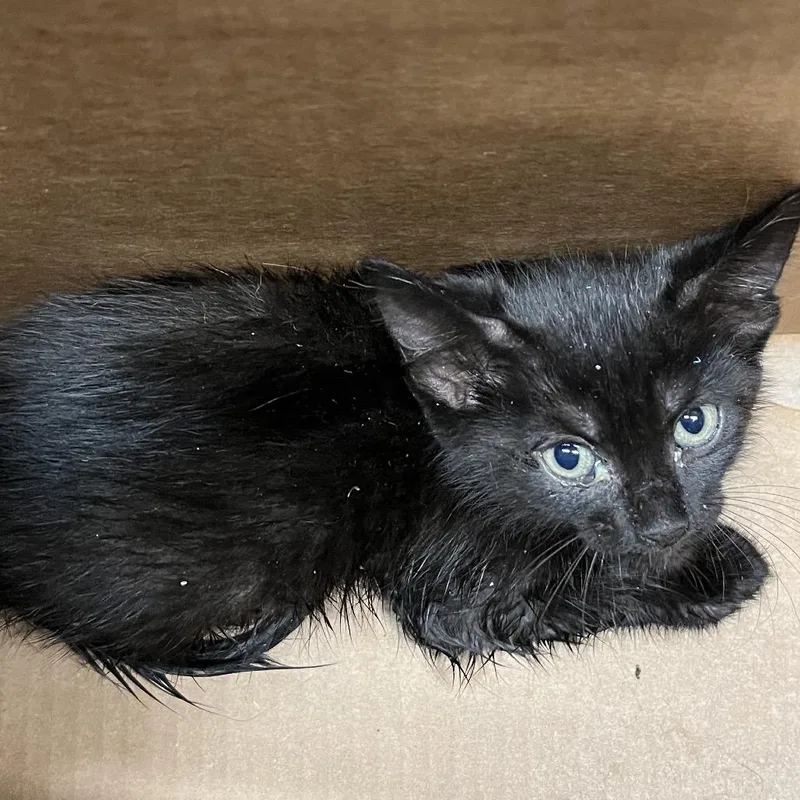 A baby small-sized female Black Domestic Short Hair cat named Dawn for adoption in Tampa, FL