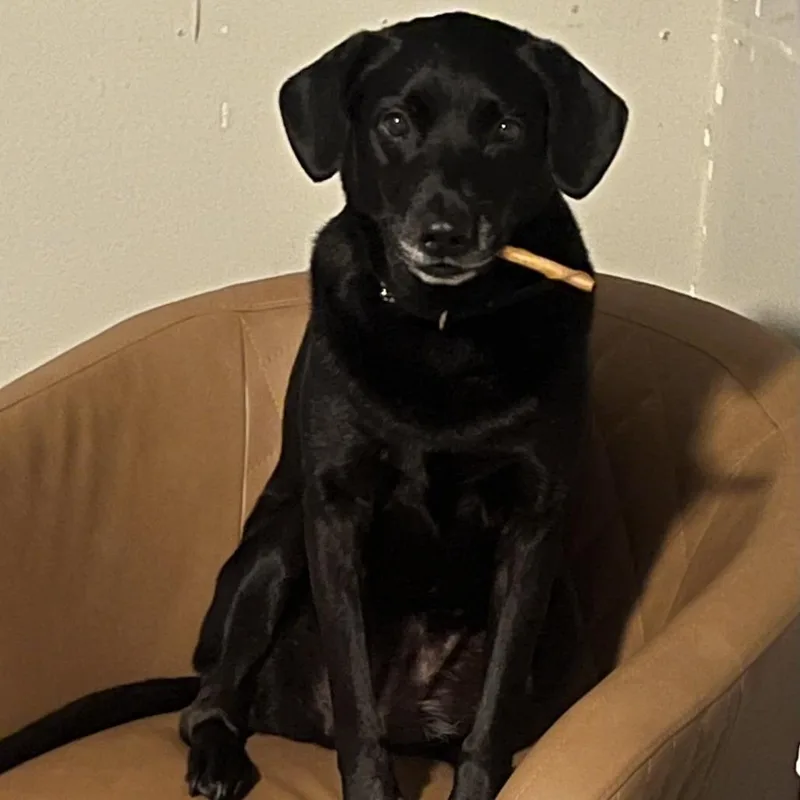 A senior medium-sized female Black Labrador Retriever dog named Raven for adoption in West Palm Beach, FL