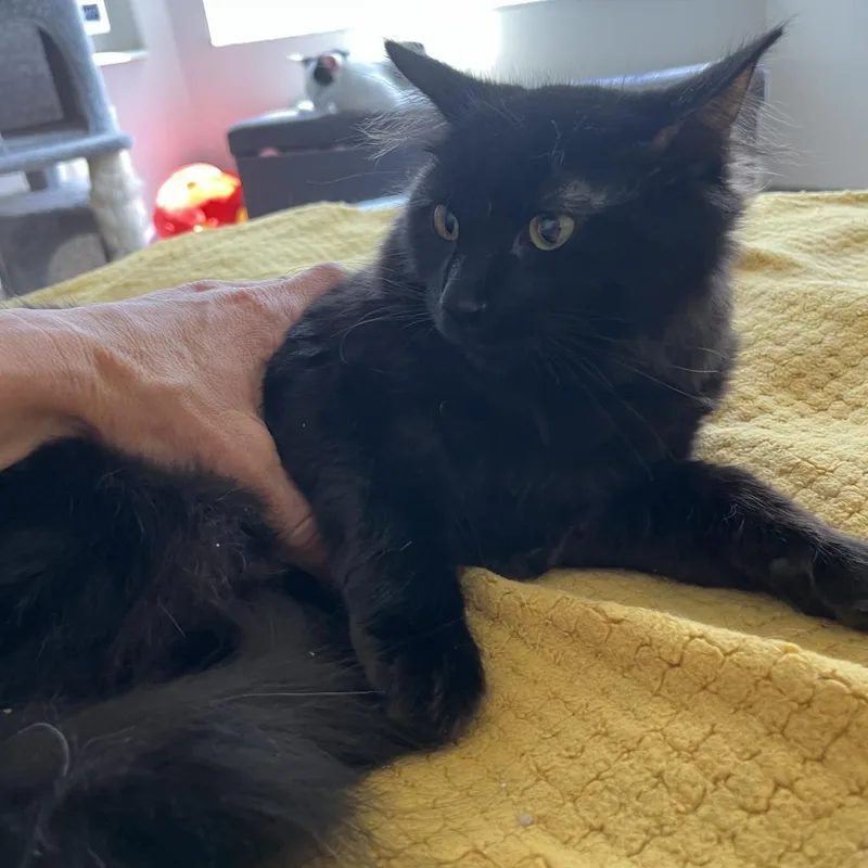 An adult small-sized male Black Domestic Long Hair cat named Teddy Romero for adoption in Eagle Mountain, UT
