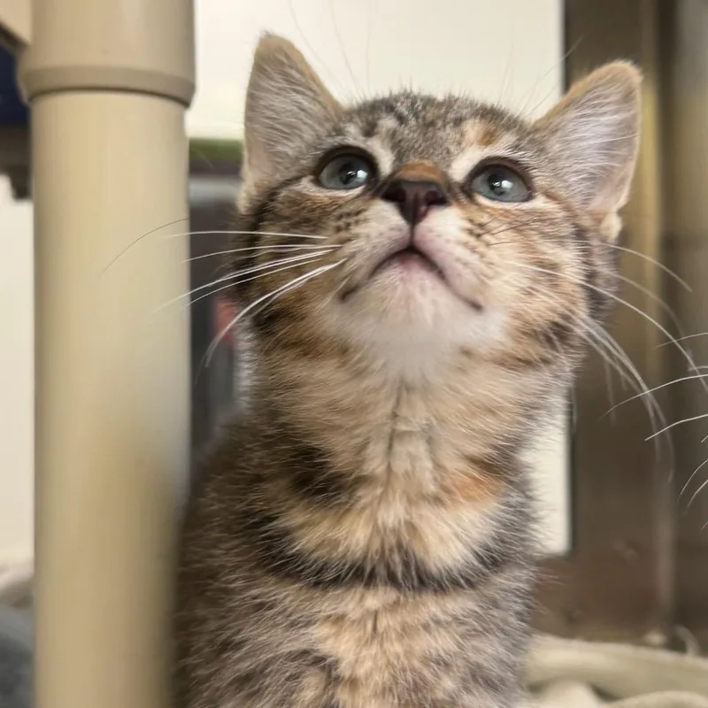 A baby small-sized female Brown / Chocolate Domestic Short Hair cat named Skidamarinky for adoption in York, PA