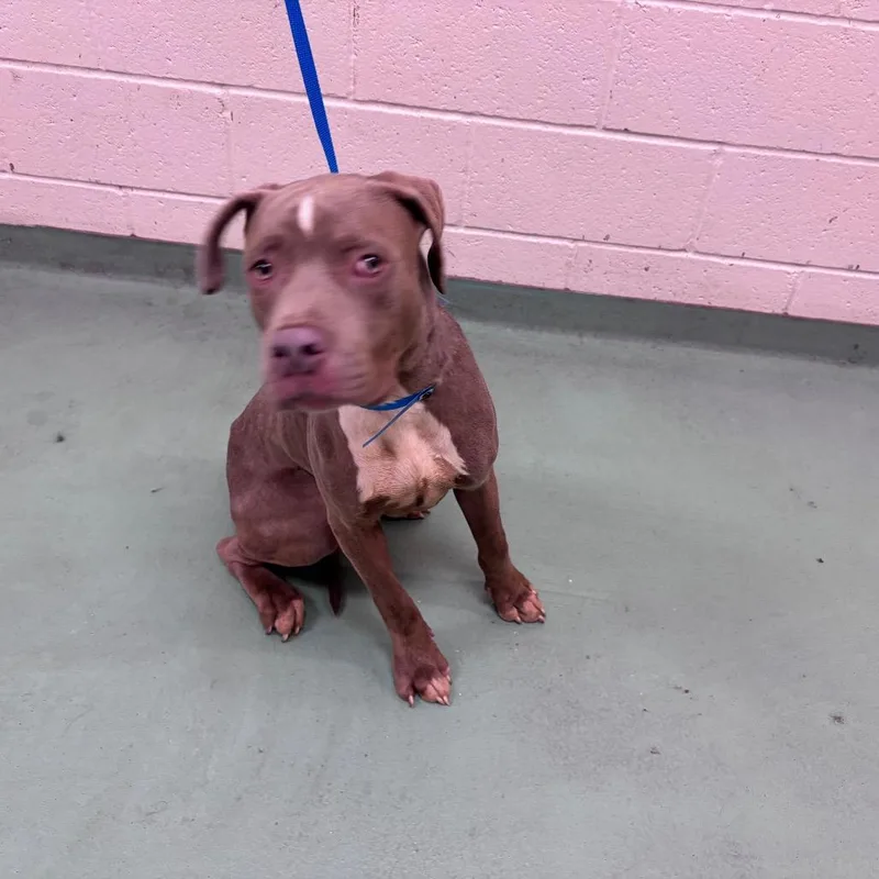 An adult medium-sized male Brown / Chocolate Mixed Breed dog named Moose for adoption in Memphis, TN