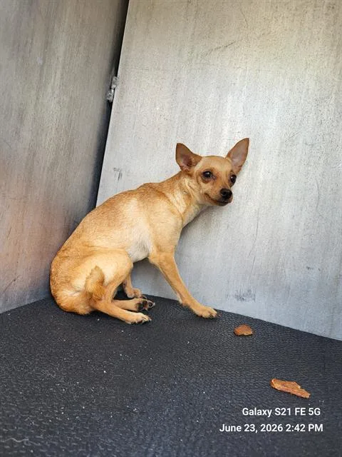A young small-sized female Chihuahua dog named 1-6 for adoption in San Antonio, TX